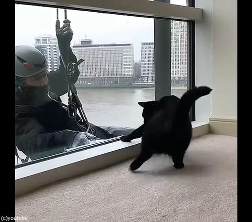 猫と窓掃除人が出会ったら04