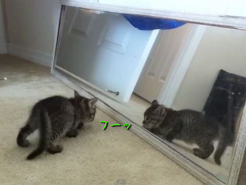 鏡の自分と戦う子猫