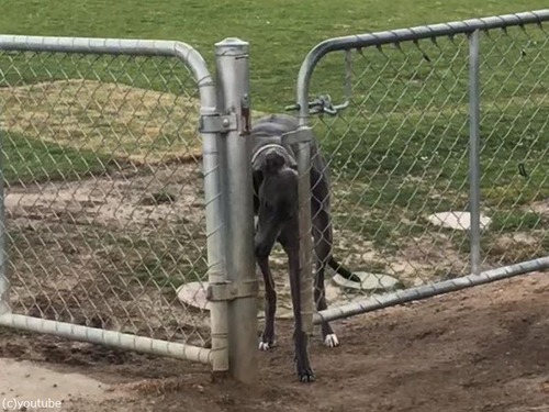 柵のすき間を通れない犬