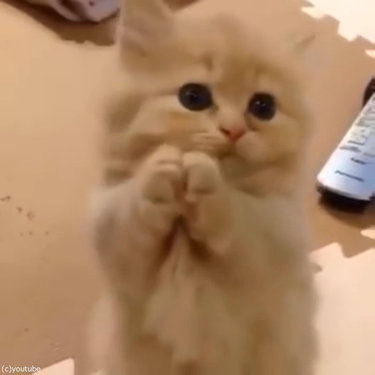ペルシャ猫の赤ちゃん、お願いのポーズ06