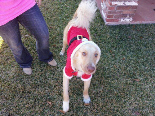 子犬を拾った27