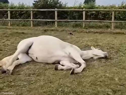 「熟睡している馬に近づいたら、すごく驚いてしまった…」（動画）