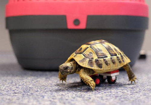 歩けない亀にレゴの補助輪04