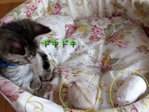 �ϥॹ��������ƨ������ǭ