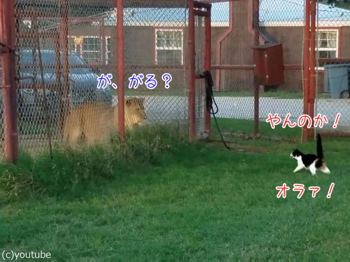 ライオンを挑発する猫00