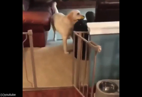 飼い主が出かけるのを嫌がる犬03