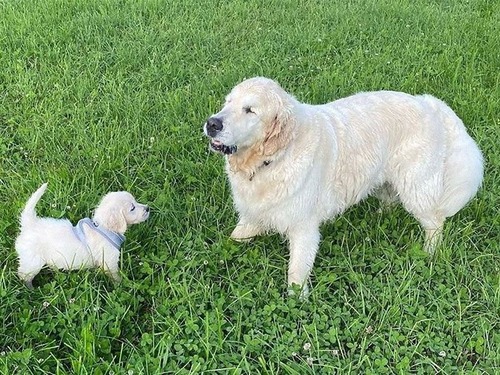 子犬が盲目の犬のためにガイド役になる00
