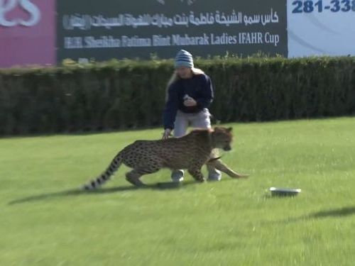 競馬場にチーター06