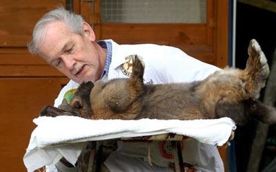 動物に催眠療法
