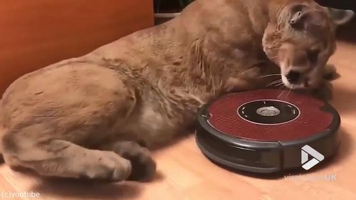 ピューマの爪切り05