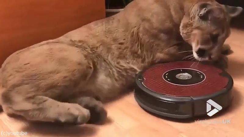 ピューマの爪を切ると 肉球のサイズがすごい 動画 らばq ピューマの爪を切ると 肉球のサイズがすごい 動画 らばq