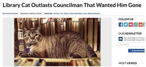 図書館猫の成り行き03