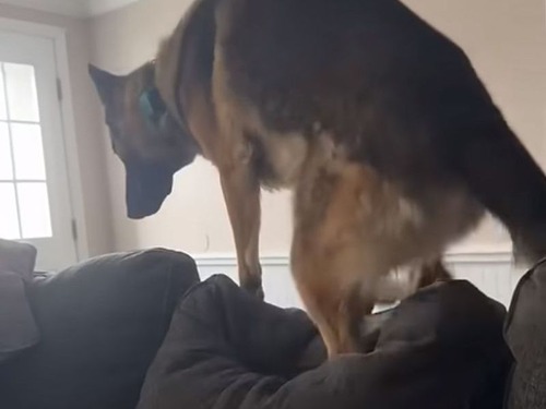ソファの背もたれの上に座ろうとしたジャーマンシェパードが…クルンと転げ落ちる（動画）
