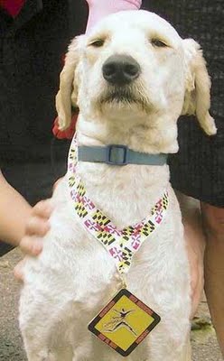 ハーフマラソン犬01