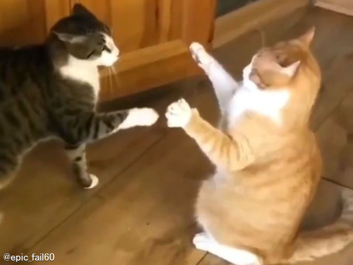 「たぶんこの猫は史上最弱だと思う…」にらみ合う2匹の意外な決着