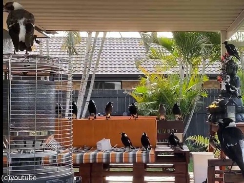 庭にカササギ01