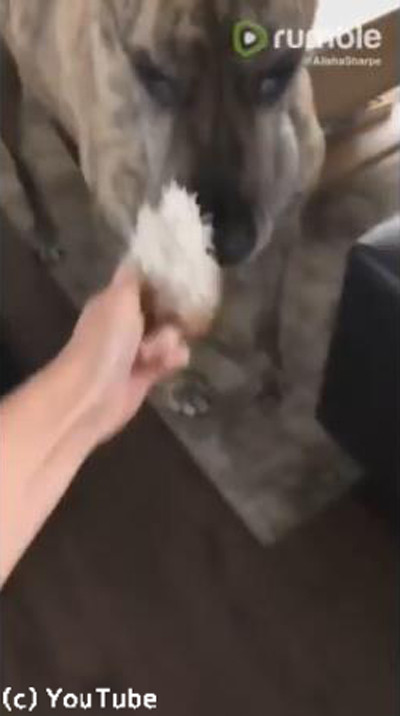 手品かな?ぬいぐるみを口の中に隠すワンちゃん02