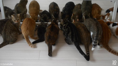 猫10匹と大きな鏡09