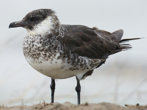 駐車した車をブリザードが襲うと03