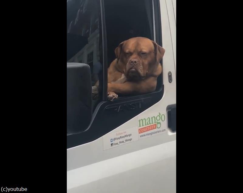 ここまで貫禄たっぷりの犬も なかなかいない 動画 らばq