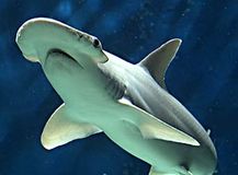 9.ウチワシュモクザメ(Bonnethead shark)