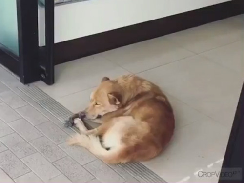 ��ư�ɥ��˶��ޤ�³��������01