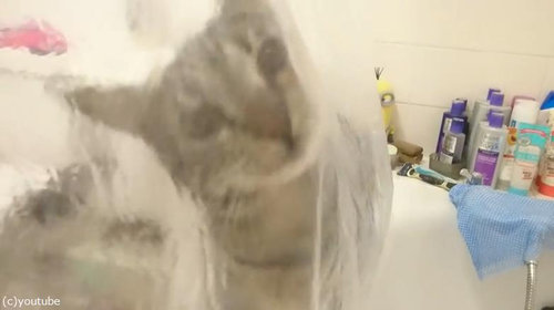 シャワーねこ03