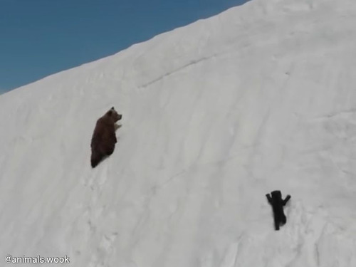 雪の斜面を登るクマの母子