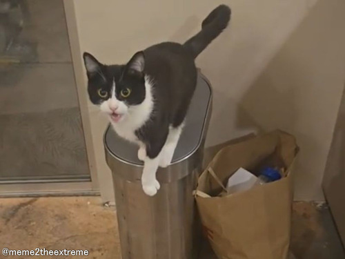 「うちの猫は抱っこしないと跳びついてくるので…証拠を撮ってみた」