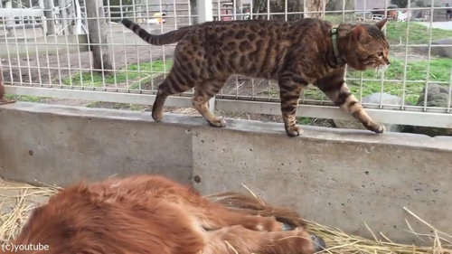 ミニチュアホースに甘える子猫たち06