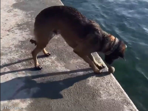 独り遊びを覚えた犬「海岸でボールが落ちるギリギリでキャッチする!」