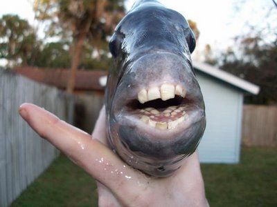 人間のような歯を持つ魚01