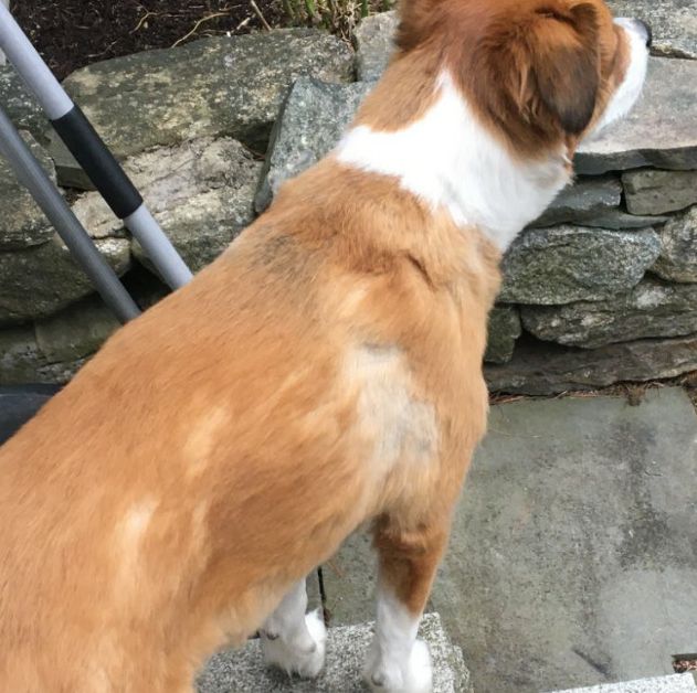愛犬のヘアカットに挑戦した飼い主たち とても残念な結果いろいろ らばq 愛犬のヘアカットに挑戦した飼い主たち とても残念な結果いろいろ らばq