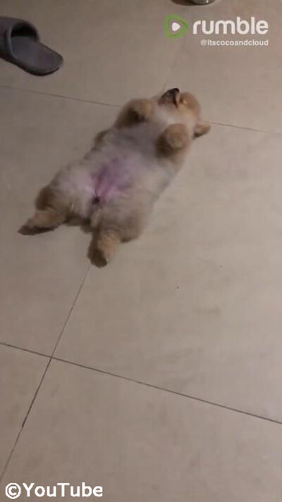 �����θ��ϻ���θ塢����ʤ�æ�Ϥ���ġ�01