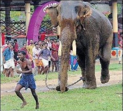 怒ったゾウに踏みつぶされそうになるも 奇跡的に逃げることに成功した写真 らばq 怒ったゾウに踏みつぶされそうになるも 奇跡的に逃げることに成功した写真 らばq
