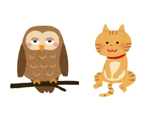 フクロウと子猫