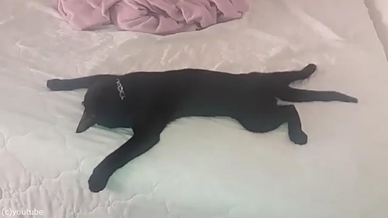 きっと前世は人間 寝相がスゴイ猫 動画 らばq
