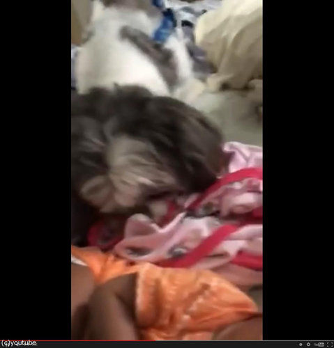 赤ちゃんにブランケットを掛けてあげる犬03