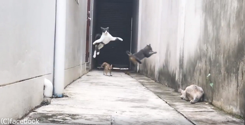 この猫たちの躍動感よ 忍者もびっくりの動き 動画 らばq この猫たちの躍動感よ 忍者もびっくりの動き 動画 らばq