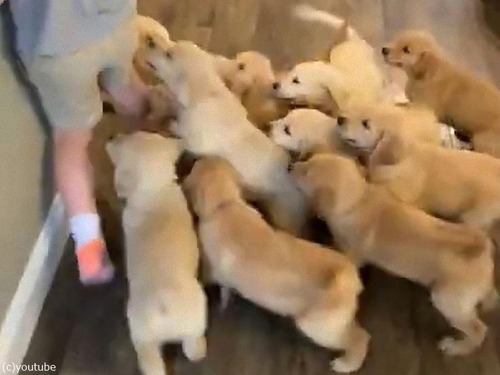 レトリバーの子犬たちと追いかけっこ00