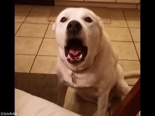 この犬 明らかに何かをしゃべってるけど なんだと思う 動画 らばq この犬 明らかに何かをしゃべってるけど なんだと思う 動画 らばq