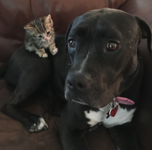 子猫を世話する犬のお母さん02