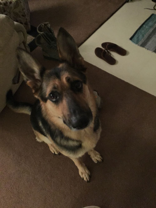 妻がお風呂に入ってる時のうちの犬07