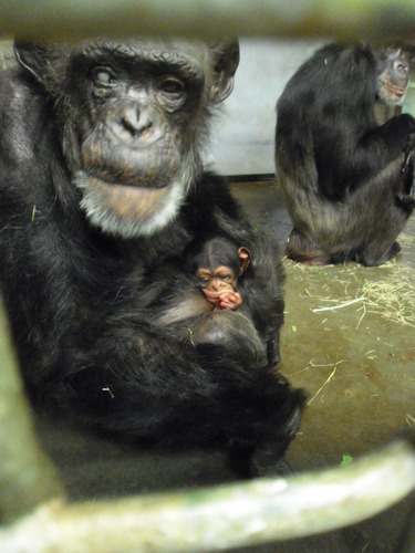 56歳で出産のチンパンジー01