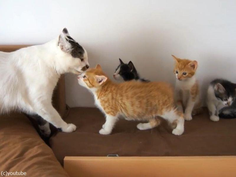 オス猫と4匹の子猫が初対面 いきなりキスし合うほど仲良しに 動画 らばq