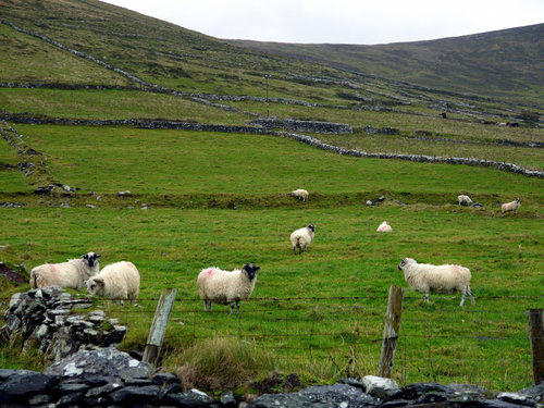 アイルランド「ディングル」04