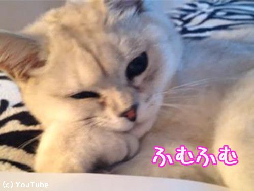 頬杖ついて読書する猫00