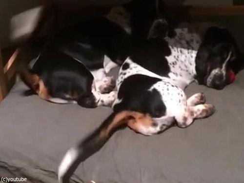 2匹の犬が寝ながら、しっぽをふりふり01