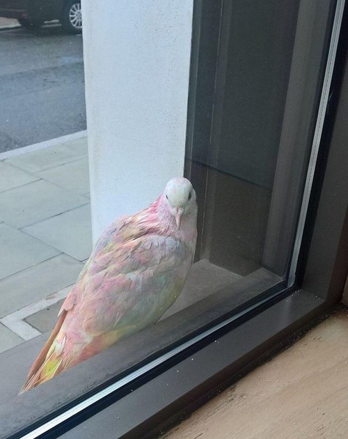 ����ɥ�������ΥϥȤ򸫤�01