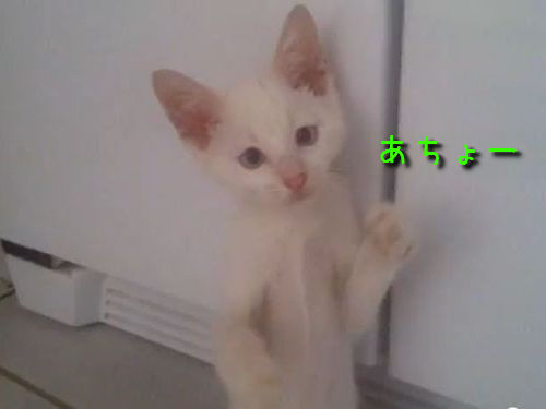 猫の拳法使い